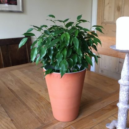 Terracotta Plant Love Pot